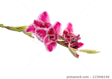 beautiful bright purple gladiolus flower isolated on white beautiful bright purple gladiolus flower isolated on white 115946148