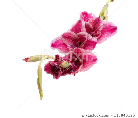 beautiful bright purple gladiolus flower isolated on white beautiful bright purple gladiolus flower isolated on white 115946150