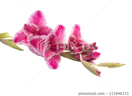 beautiful bright purple gladiolus flower isolated on white beautiful bright purple gladiolus flower isolated on white 115946151