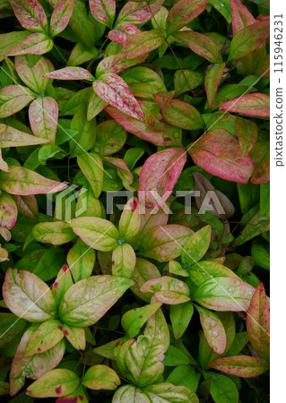 Planting Exterior Planting Exterior 115946231