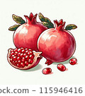 Hand-drawn style pomegranate illustration 115946416