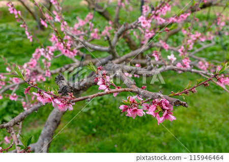 240424 Peach blossom z050 240424 Peach blossom z050 115946464