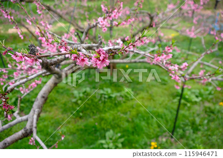 240424有棲桃花z025 115946471