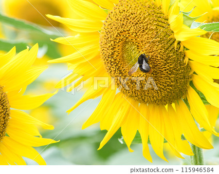 Bee stopping on sunflower 115946584