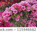 緊密聚集的杜鵑花 115946682