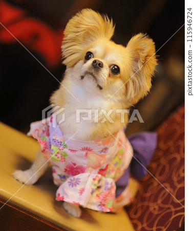 佩基奇瓦 115946724