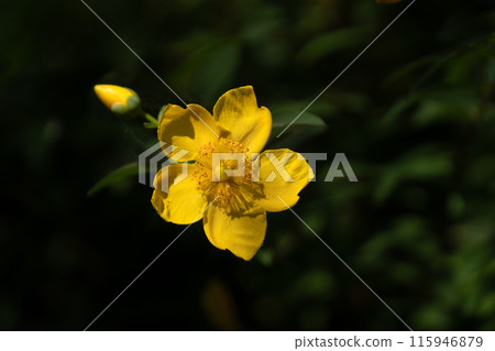 雨季晴天，黃花盛開 115946879
