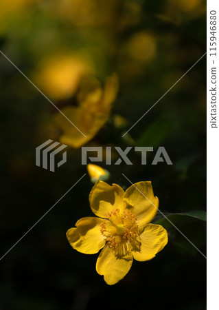 雨季晴天，黃花盛開 115946880