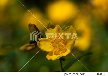 雨季晴天,黃花盛開 雨季晴天,黃花盛開 115946882