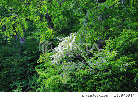 初夏的釜池,綠意盎然,自然豐富 初夏的釜池,綠意盎然,自然豐富 115946914