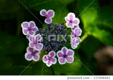 Hydrangeas on a sunny day during the rainy season, Fireworks Karen 115946981