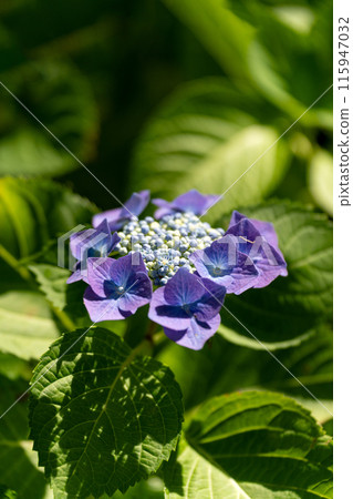 雨季的繡球花，Rotkärchen 115947032