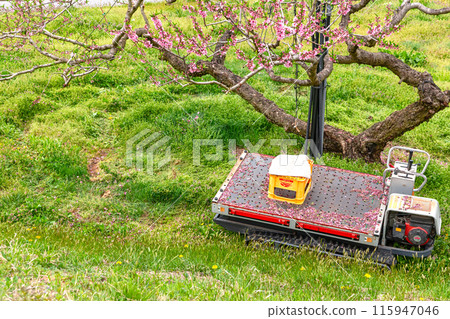 240426 Peach blossom z249 240426 Peach blossom z249 115947046