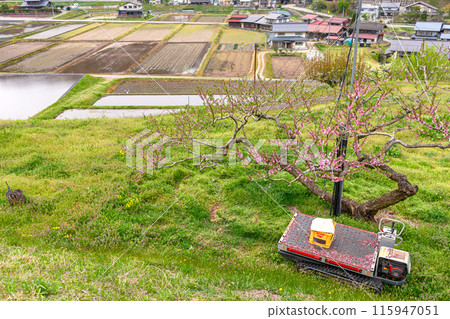 240426 烏利蘇桃花 z238 240426 烏利蘇桃花 z238 115947051