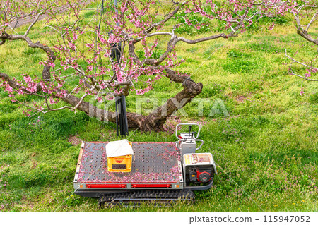 240426 烏利蘇桃花 z235 115947052