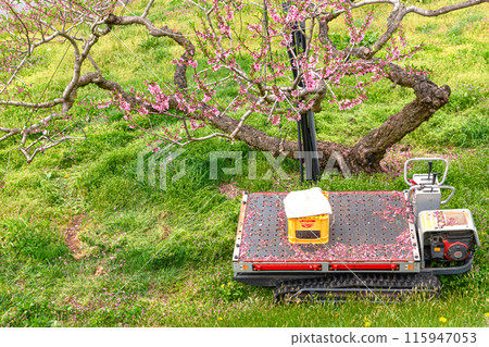 240426 Urisu桃花z230 240426 Urisu桃花z230 115947053