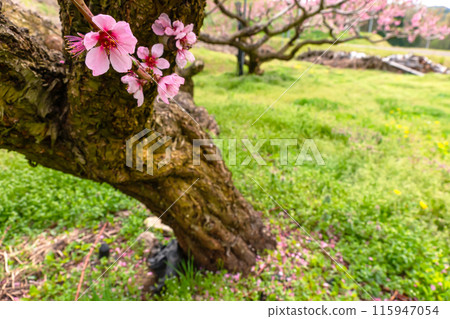 240426 Peach blossom z226 240426 Peach blossom z226 115947054