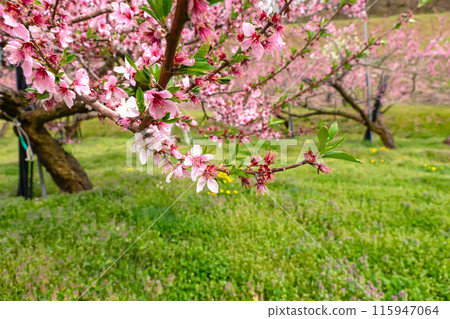 240426 烏利蘇桃花 z184 115947064