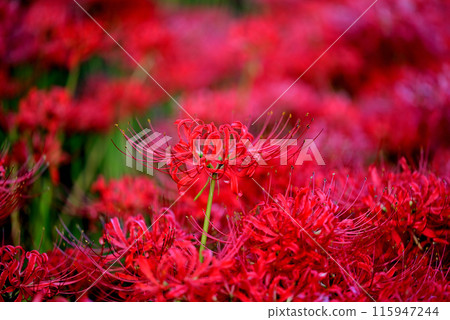 紅蜘蛛百合 115947244
