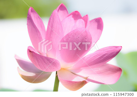 Pure lotus flowers that color the early morning of early summer 115947300