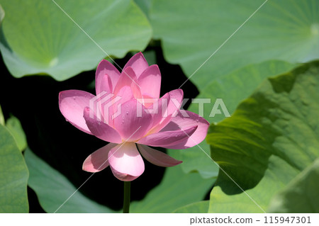 Pure lotus flowers that color the early morning of early summer 115947301