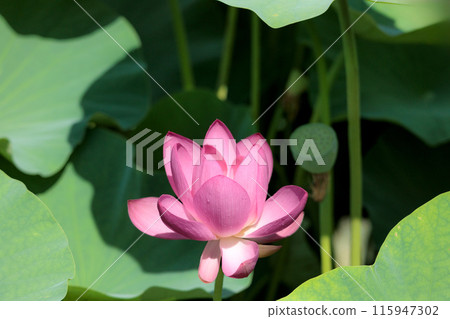 Pure lotus flowers that color the early morning of early summer 115947302