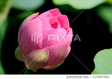 Pure lotus flowers that color the early morning of early summer 115947303