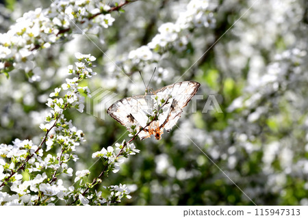 A butterfly A butterfly 115947313