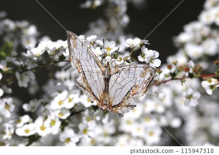 一隻蝴蝶 115947318