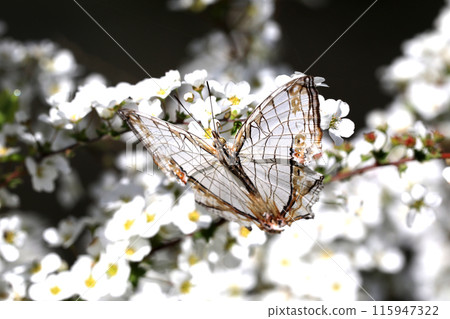 A butterfly A butterfly 115947322