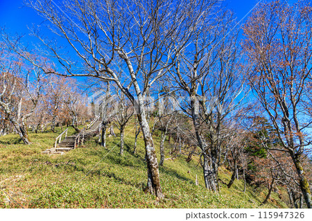 Autumn 2017, Odaigahara, deciduous trees near the summit of Hinodegatake 115947326
