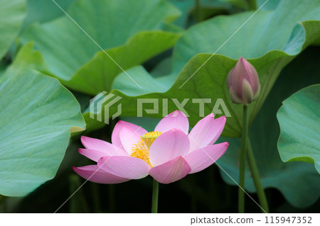 為初夏的清晨著色的純蓮花 為初夏的清晨著色的純蓮花 115947352