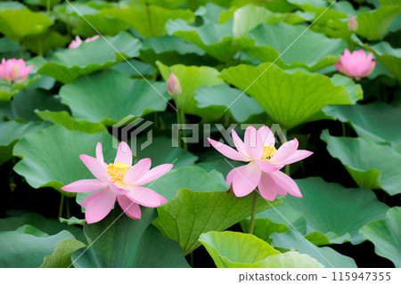 Pure lotus flowers that color the early morning of early summer Pure lotus flowers that color the early morning of early summer 115947355
