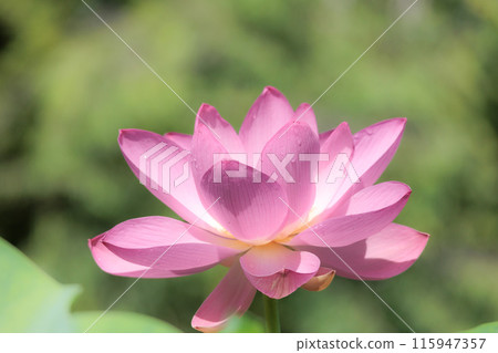 Pure lotus flowers that color the early morning of early summer 115947357