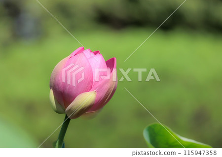 Pure lotus flowers that color the early morning of early summer 115947358