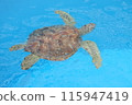 A sea turtle swimming alone 115947419