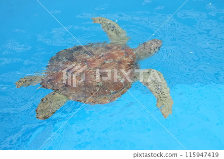 A sea turtle swimming alone 115947419