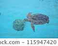 A sea turtle swimming alone 115947420