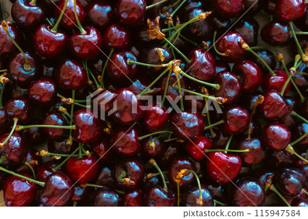 Red cherries background. Ripe cherries in the market. Summer harvest concept. Healthy lifestyle. Fruits and berries flat lay. Fresh sweet cherries isolated. Natural background.  115947584