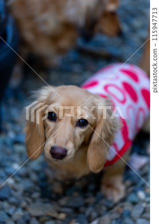 Dachshund to take a walk in the park Dachshund to take a walk in the park 115947713