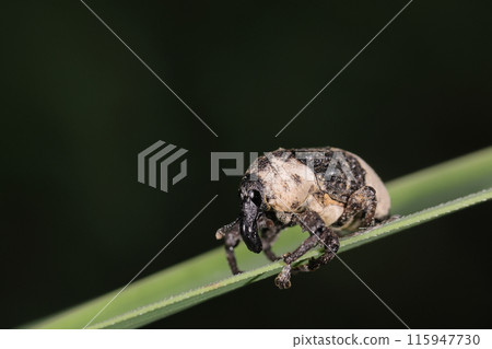 Living creatures, insects, white-tailed weevil, its body made of bird droppings. Its face... looks like that of the 'Medico della Peste' Living creatures, insects, white-tailed weevil, its body made of bird droppings. Its face... looks like that of the 'Medico della Peste' 115947730