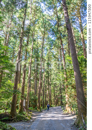 Yahiko Mountain Manyo Trail: 78 species of plants that are mentioned in Manyo poems are planted along the trail. A path to ascend the mountain that brings you closer to the gods, step by step. 115947800