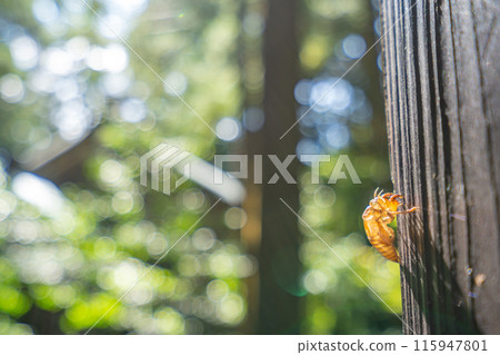 彌彥山萬葉道，蟬殼，是用自己的雙腳一步步接近神的朝聖之路。 115947801