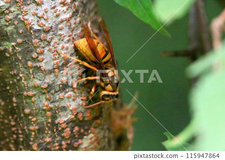 Busy Yellow Hornet Queen Busy Yellow Hornet Queen 115947864