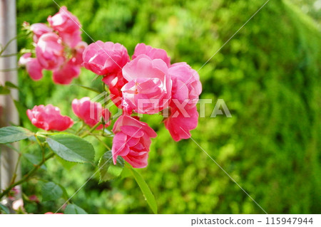 玫瑰園裡盛開著美麗的珊瑚色玫瑰 115947944