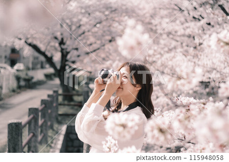 A woman enjoying watching the cherry blossoms 115948058
