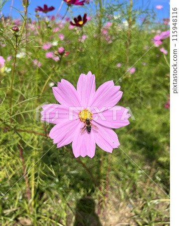 蜜蜂從秋花波斯菊吸取花蜜 蜜蜂從秋花波斯菊吸取花蜜 115948116