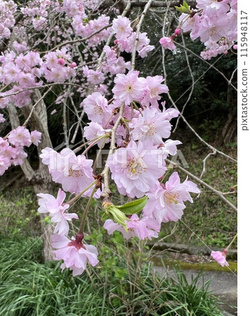 可愛的粉紅色雙櫻花 可愛的粉紅色雙櫻花 115948117