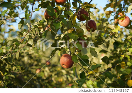 Apples on trees and picking apples in an apple orchard 6 Apples on trees and picking apples in an apple orchard 6 115948167