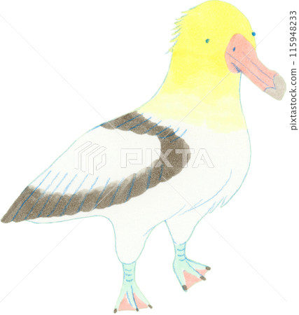 信天翁的手繪風格插圖 信天翁的手繪風格插圖 115948233